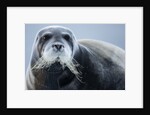 Bearded Seal, on Iceberg, Svalbard, Norway by Anonymous