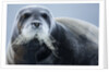Bearded Seal, on Iceberg, Svalbard, Norway by Anonymous