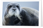 Bearded Seal, on Iceberg, Svalbard, Norway by Anonymous
