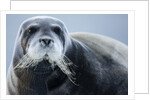 Bearded Seal, on Iceberg, Svalbard, Norway by Anonymous