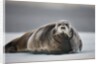 Bearded Seal on Ice by Anonymous