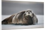 Bearded Seal on Ice by Anonymous