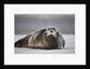 Bearded Seal on Ice by Anonymous
