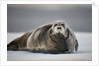Bearded Seal on Ice by Anonymous