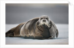 Bearded Seal on Ice by Anonymous