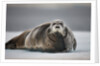 Bearded Seal on Ice by Anonymous