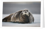 Bearded Seal on Ice by Anonymous