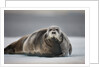 Bearded Seal on Ice by Anonymous