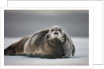 Bearded Seal on Ice by Anonymous