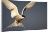 Arctic Tern in flight by Anonymous