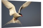 Arctic Tern in flight by Anonymous
