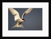 Arctic Tern in flight by Anonymous
