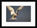 Arctic Tern in flight by Anonymous