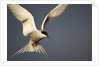 Arctic Tern in flight by Anonymous