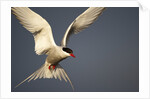 Arctic Tern in flight by Anonymous