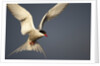 Arctic Tern in flight by Anonymous