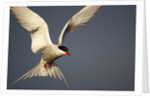 Arctic Tern in flight by Anonymous