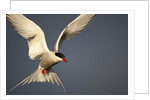 Arctic Tern in flight by Anonymous