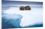 Sleeping walruses, Svalbard, Norway by Anonymous