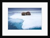 Sleeping walruses, Svalbard, Norway by Anonymous