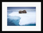 Sleeping walruses, Svalbard, Norway by Anonymous