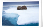 Sleeping walruses, Svalbard, Norway by Anonymous