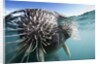 Walrus swimming by Anonymous