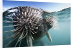 Walrus swimming by Anonymous