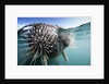 Walrus swimming by Anonymous