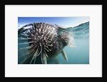 Walrus swimming by Anonymous