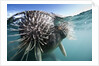Walrus swimming by Anonymous