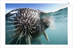 Walrus swimming by Anonymous