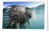 Walrus swimming by Anonymous