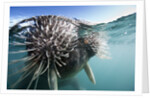 Walrus swimming by Anonymous