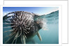 Walrus swimming by Anonymous