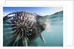 Walrus swimming by Anonymous