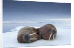 Walruses lying on ice by Anonymous