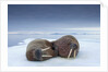 Walruses lying on ice by Anonymous