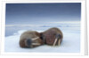 Walruses lying on ice by Anonymous