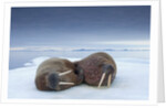 Walruses lying on ice by Anonymous