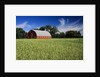 A Field of Wheat and Barn, Myrtle, Manitoba, Canada by Anonymous