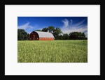 A Field of Wheat and Barn, Myrtle, Manitoba, Canada by Anonymous