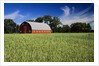 A Field of Wheat and Barn, Myrtle, Manitoba, Canada by Anonymous