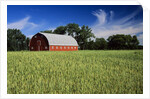 A Field of Wheat and Barn, Myrtle, Manitoba, Canada by Anonymous