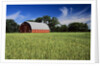 A Field of Wheat and Barn, Myrtle, Manitoba, Canada by Anonymous