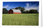 A Field of Wheat and Barn, Myrtle, Manitoba, Canada by Anonymous