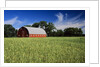A Field of Wheat and Barn, Myrtle, Manitoba, Canada by Anonymous