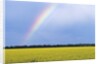 Rainbow and Canola, Morris, Manitoba, Canada by Anonymous