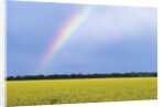 Rainbow and Canola, Morris, Manitoba, Canada by Anonymous