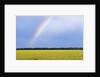 Rainbow and Canola, Morris, Manitoba, Canada by Anonymous